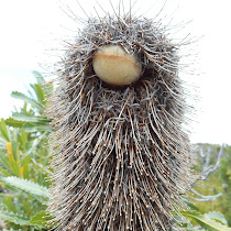 Australian Native Flowers and Fruits