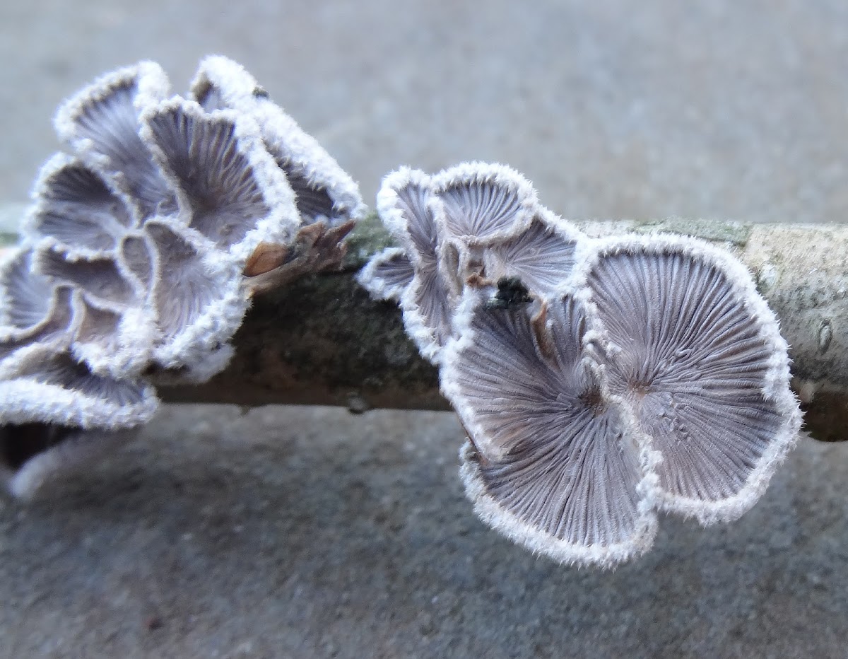 Common Split Gill Fungi