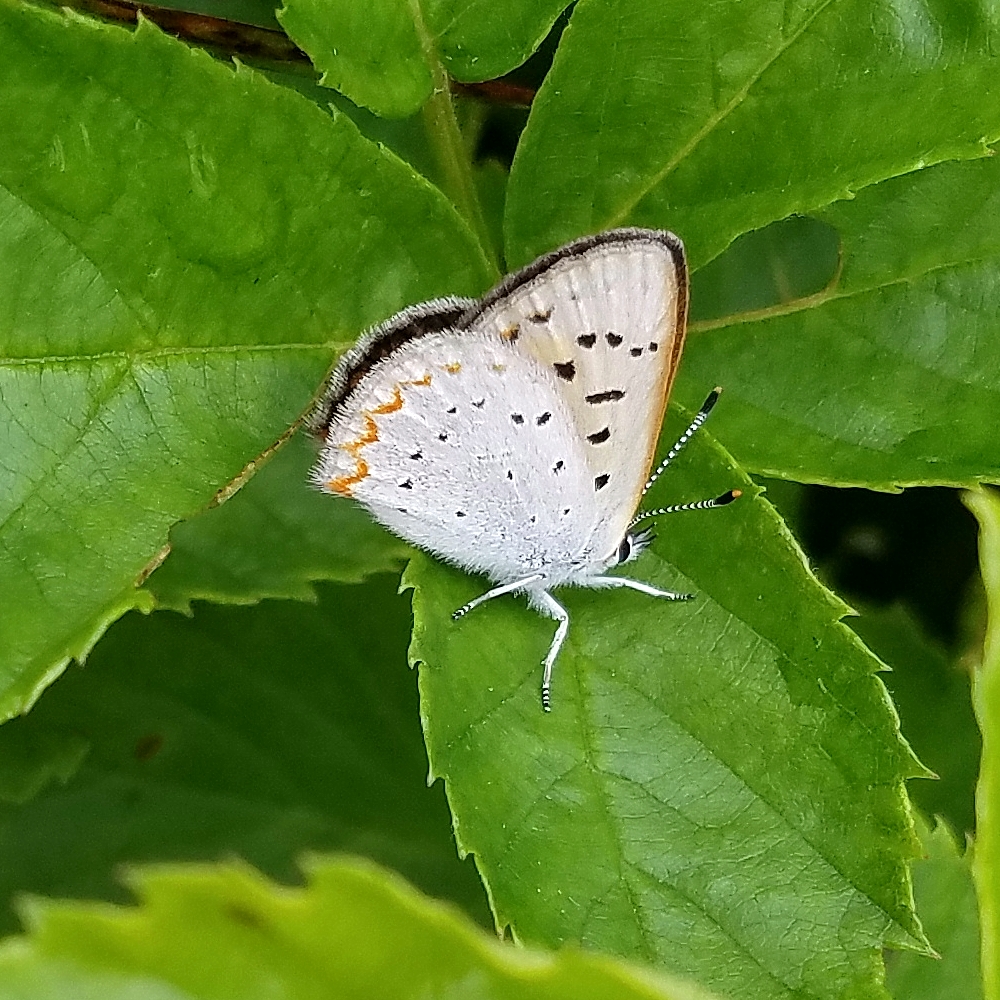 Bog Copper Butterfly