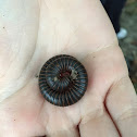 North American Millipede