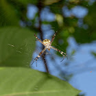 St. Andrews Cross Spider