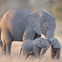 Elephants Wallpapers New Tab Theme