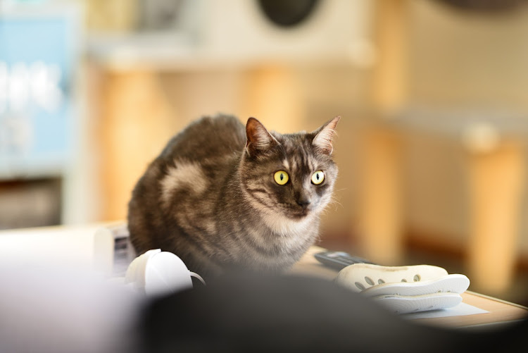 スカイラインクーペのモアテン・猫好き・猫ちゃんに関するカスタム事例の投稿画像7枚目