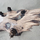 Driftwood