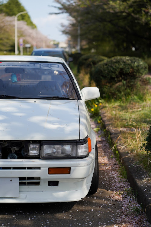 カローラレビンのサクラと愛車・桜コラボに関するカスタム事例の投稿画像1枚目
