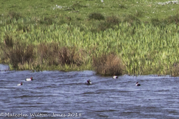 Pochard