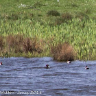 Pochard