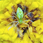 Green lynx spider