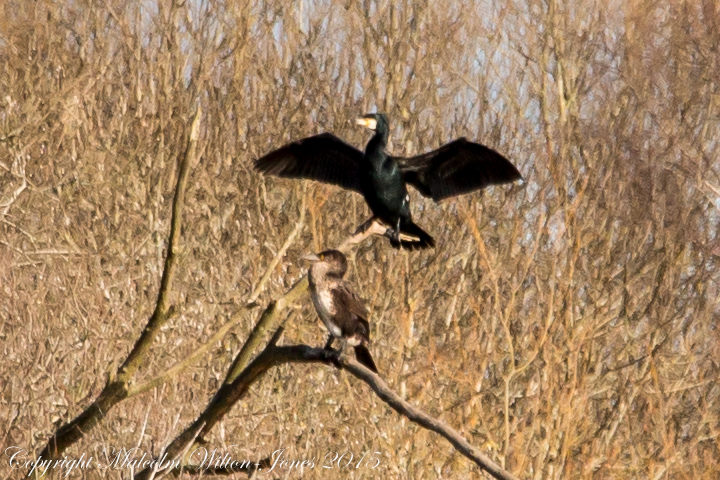 Cormorant