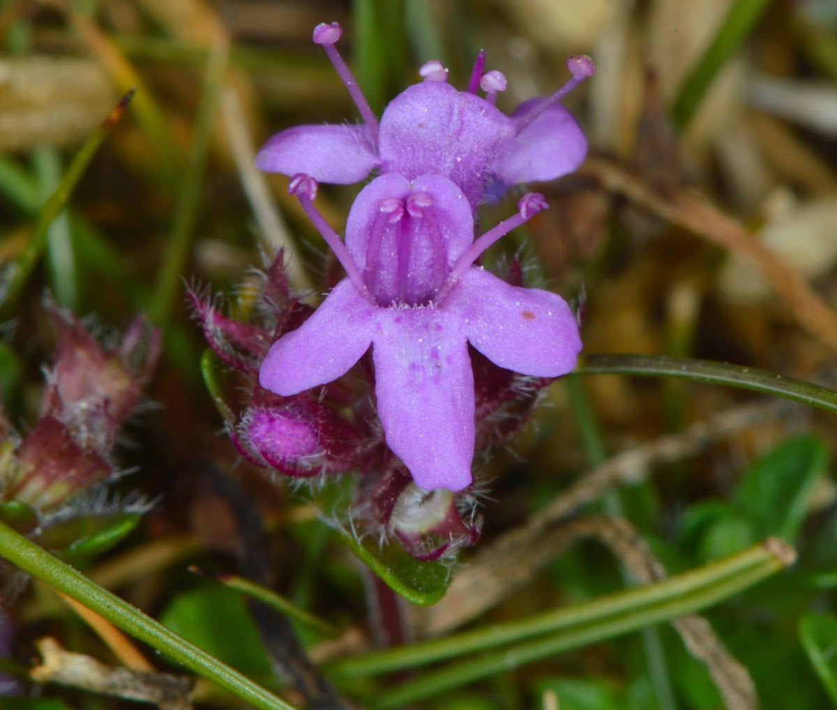 Wild Thyme