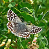 Grizzled Skipper