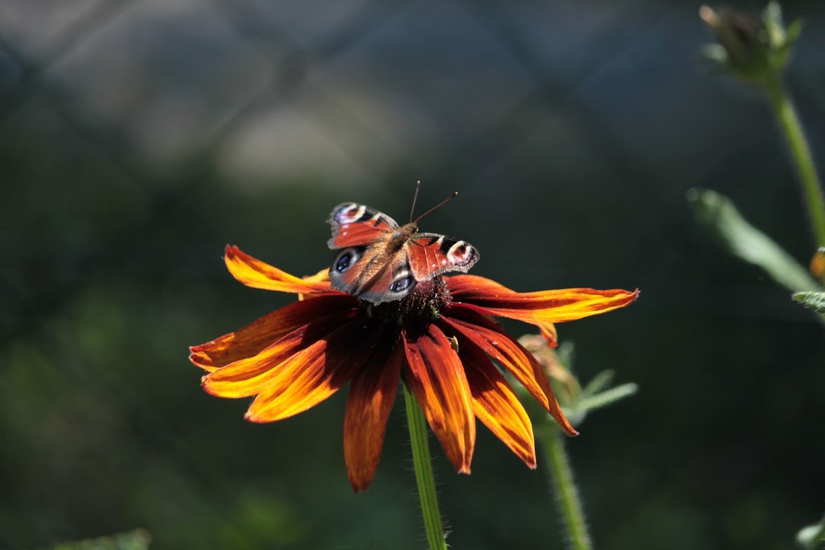 European Peacock