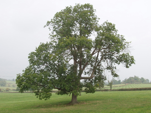 Ash tree