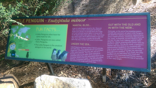 Canberra Zoo - Little Penguin