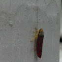 Candy-striped leafhopper