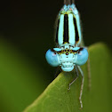 Blue Riverdamsel