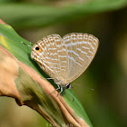 Metallic Cerulean