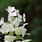 Oakleaf Hydrangea