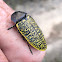 Spotted Jewel Beetle