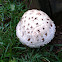 Agaricus Mushroom