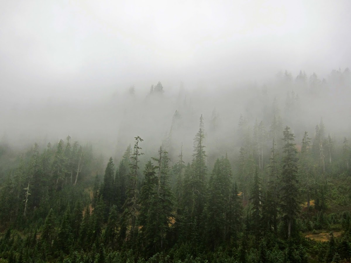 mountain hemlock