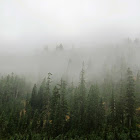 mountain hemlock