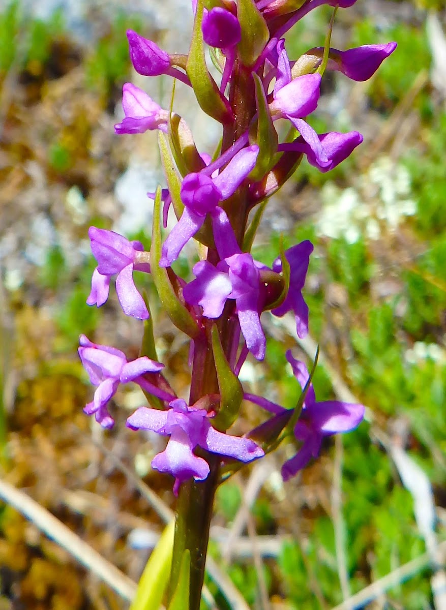 Marsh fragrant orchid