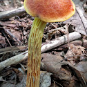 Shaggy-stalked Bolete