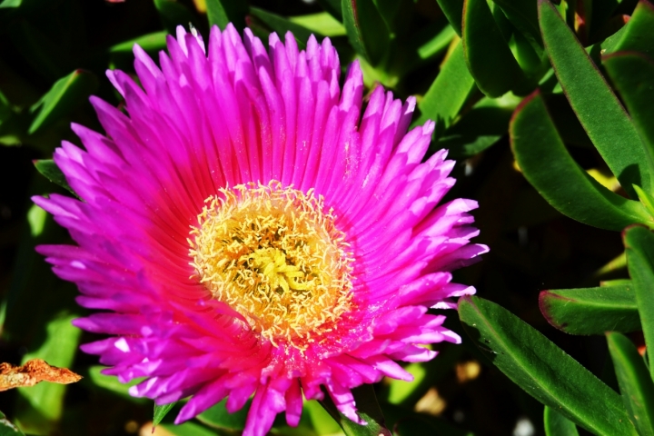 Le donne sono come i fiori... di ChiaraTurunen