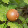 Oak gall