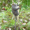 Eastern lesser bamboo lemur