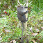 Eastern lesser bamboo lemur