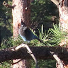 Steller's Jay