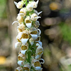 Grecian Foxglove