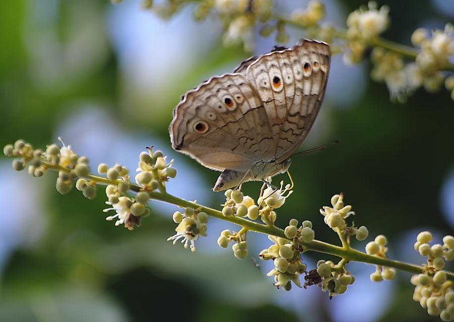 Grey Pancy Butterfly