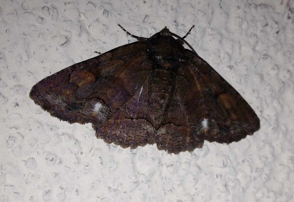 Unknown Zale Moth