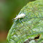 Golden-headed Weevil