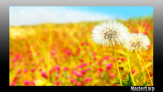 Free Download Summer Wallpaper APK