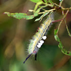 White-Marked Tussock Moth Caterpillar