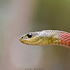 Red-Necked KeelBack ( Venomous )