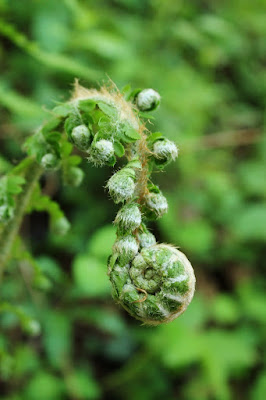 Flora o fauna? di mariannafuria