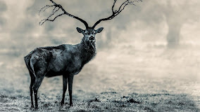 Best Black And White Wallpaper