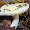 Common Yellow Russula