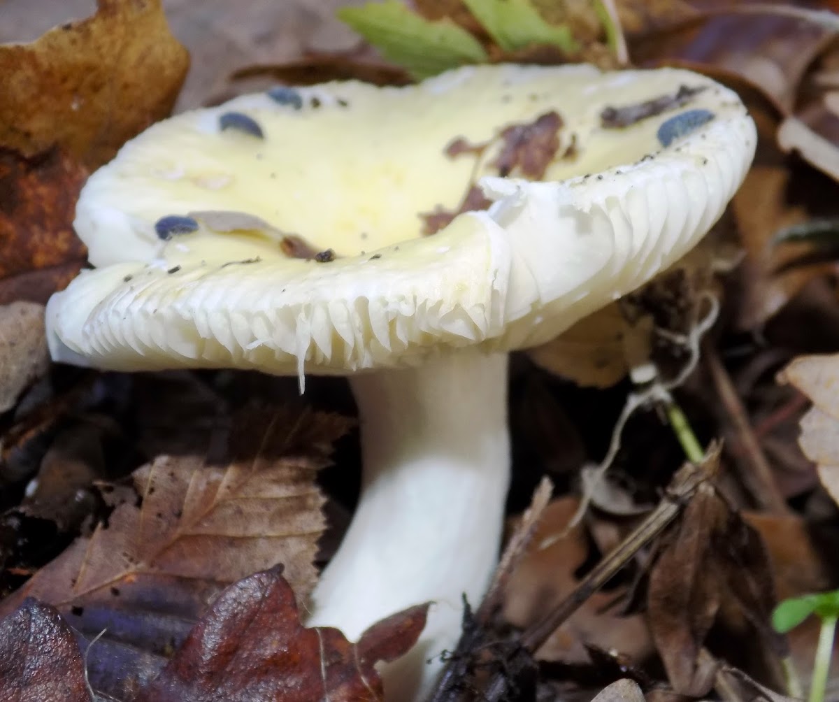 Common Yellow Russula