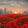 Coquelicots icon