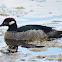 Green Pygmy Goose