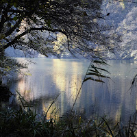 Quando il bosco colora l'acqua di 