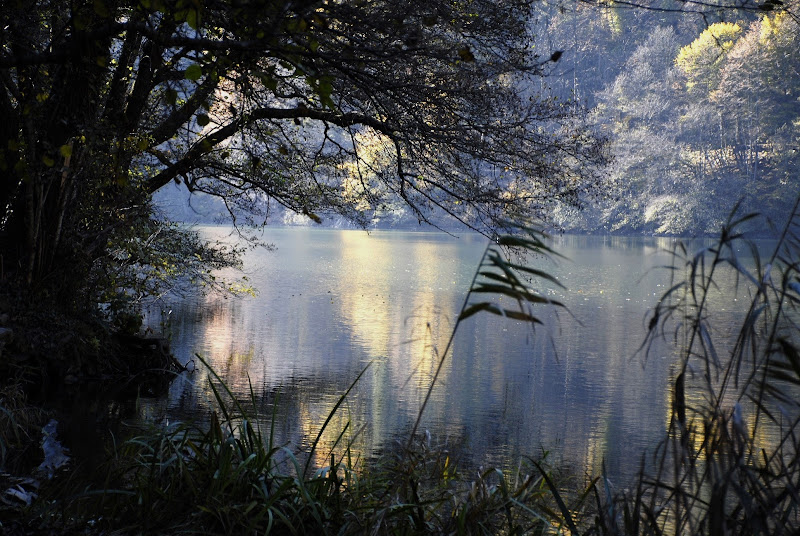 Quando il bosco colora l'acqua di Gian78K