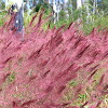 Red Natal Grass