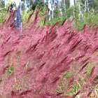 Red Natal Grass